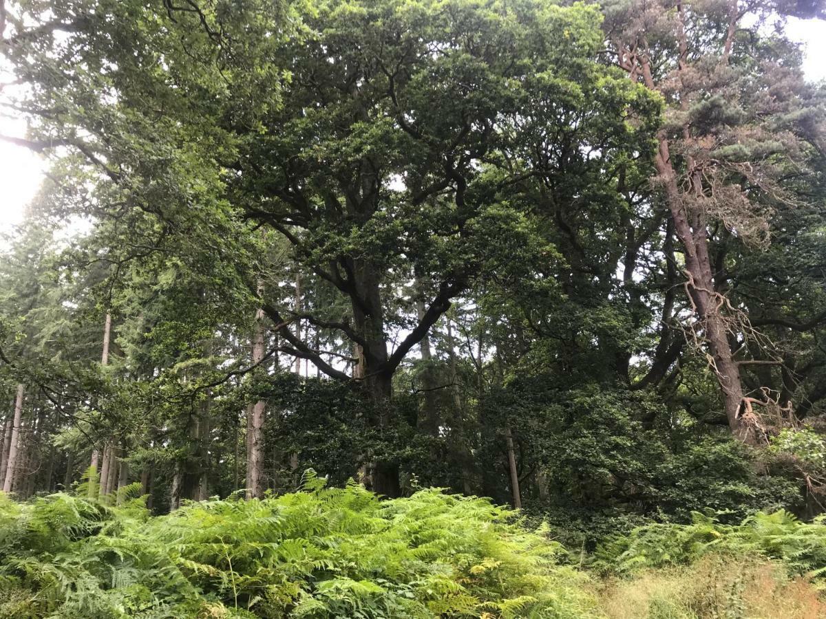 Old Co Op House -Forest Of Dean Bream Buitenkant foto